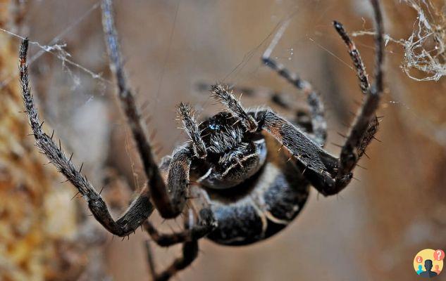 Dreaming of a black spider: What meanings?