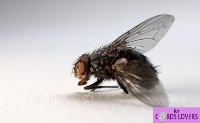 Soñar con mosca: ¿Qué significados?