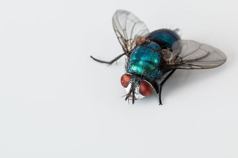 Sognare la mosca: quali significati?