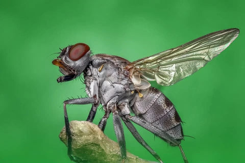 Sonhar com mosca: Que significados?