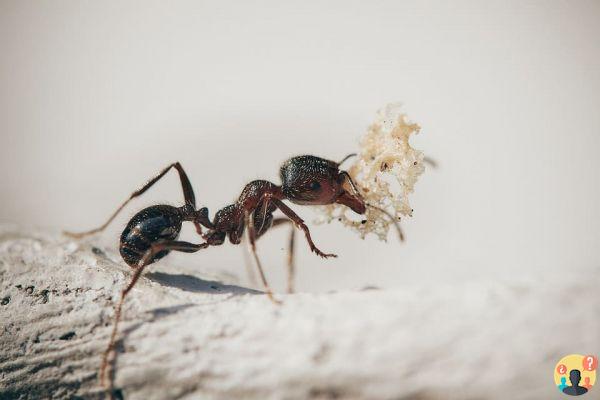 Dreaming of ants: What meanings?