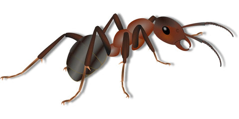 Sognare formiche: quali significati?