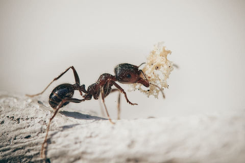 Dreaming of ants: What meanings?