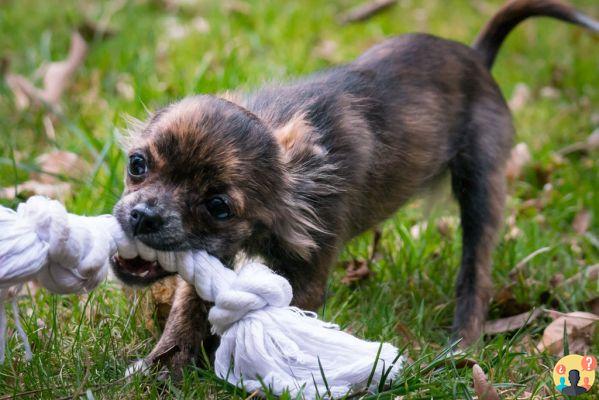 Dream of being bitten by a dog: What meanings?