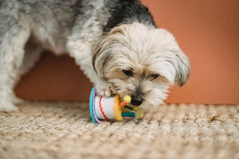 Soñar con ser mordido por un perro: ¿Qué significados?