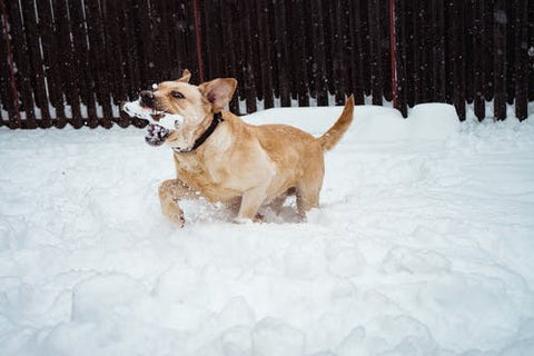 Dream of being bitten by a dog: What meanings?