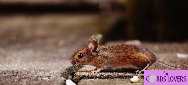 Soñar con ratones: ¿Qué significados?