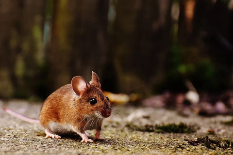 Sonhar com ratos: quais significados?