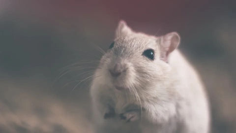 Sonhar com ratos: quais significados?