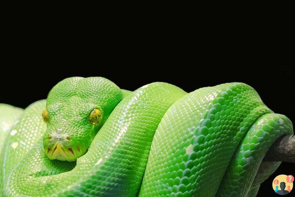 Sonhar com cobra verde: que significados