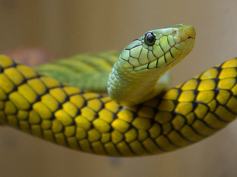 Sonhar com cobra verde: que significados