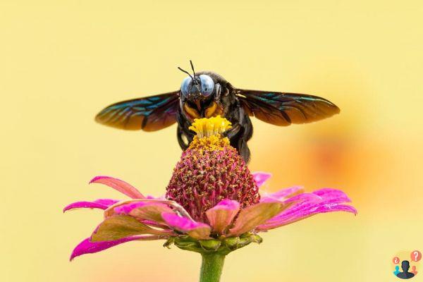 Dreaming about insects: What meanings?