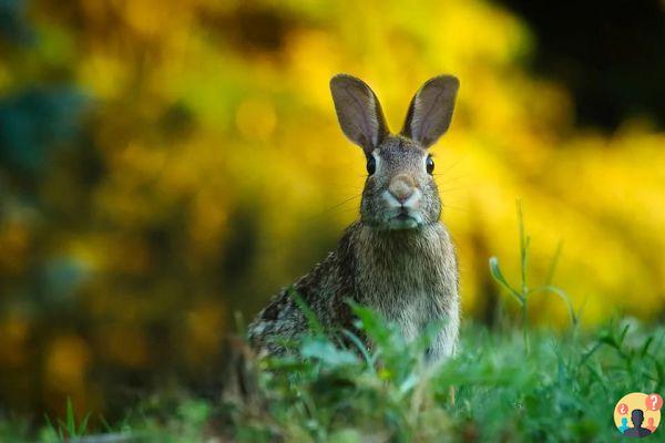 How do rabbits sleep?