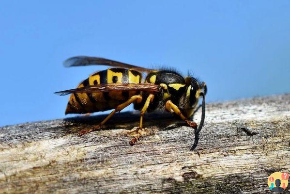 Sogno di vespa: quali significati?