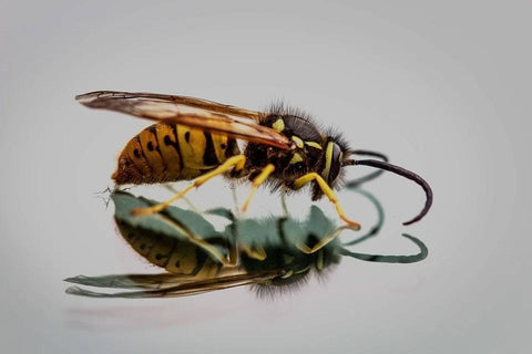 Wasp Dream: What Meanings?