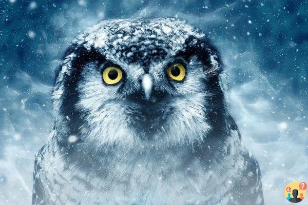 Dreaming of an owl: What meanings?