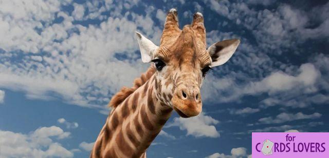 Sognare una giraffa: quali significati?