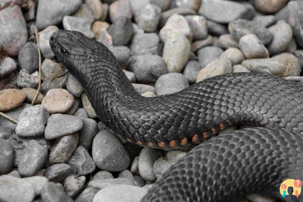 Dreaming of black snake: What meanings?