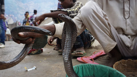 Soñar con serpiente negra: ¿Qué significados?