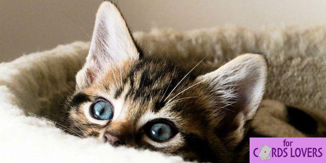 ¿Cómo poner a dormir a un gatito?