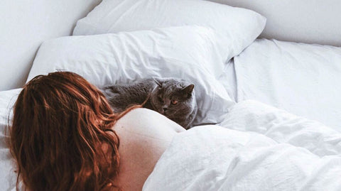 Como colocar um gatinho para dormir?