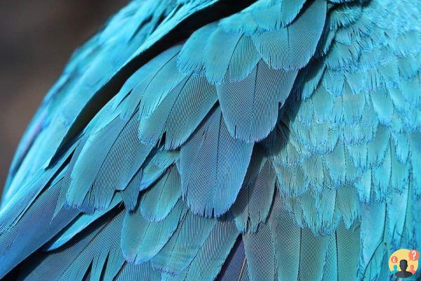 Dreaming about feathers: What meanings?