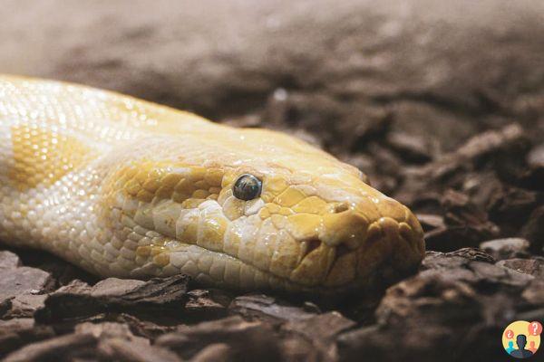 Dreaming of dead snake: What meanings?