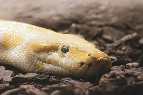 Soñar con serpiente muerta: ¿Qué significados?