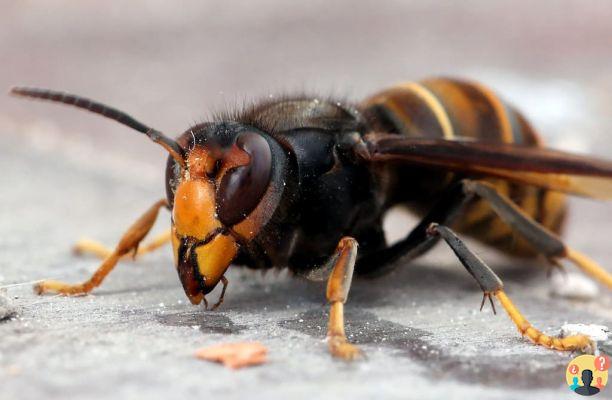 Sonhar com vespas: que significados?