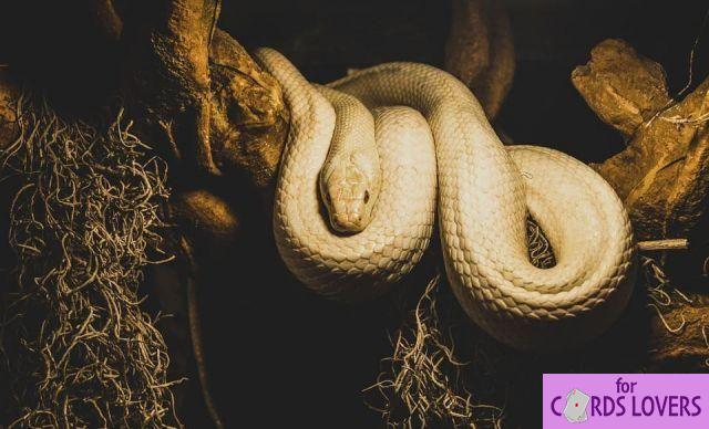 Dream of white snake: What meanings?