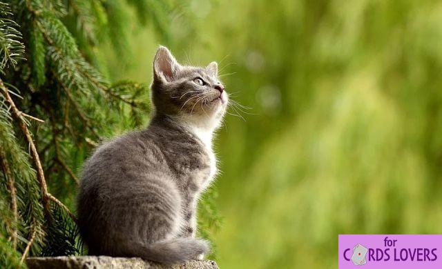Sleeping with your cat in Islam: What you need to know