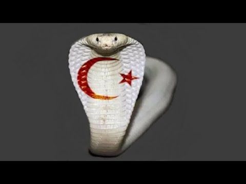 Sonho de Snake Islam: Que significados?