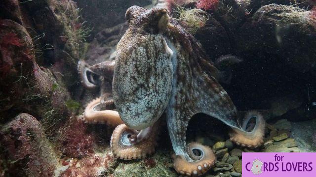 Dreaming of Octopus: What meanings?