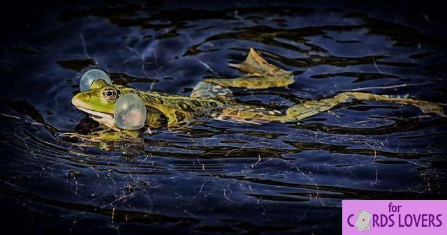 Soñar con Sapo: ¿Qué Significados?