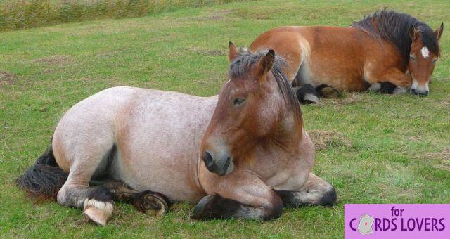 Como os cavalos dormem?