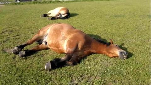 How do horses sleep?