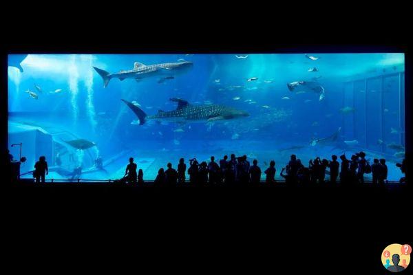 Dreaming of Aquarium: What Meanings?