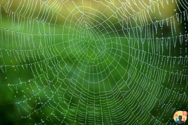 Dream of spider web: What meanings?