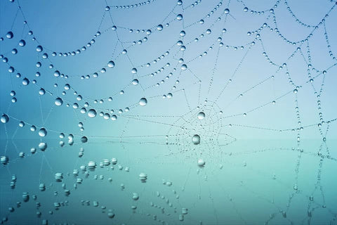 Dream of spider web: What meanings?