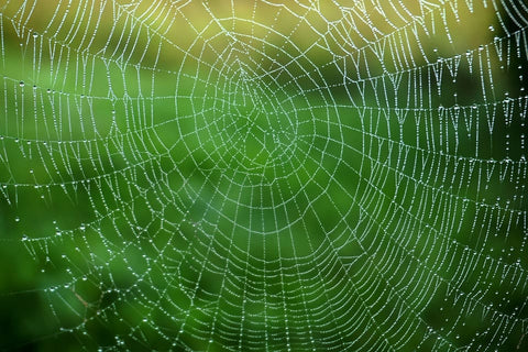 Dream of spider web: What meanings?