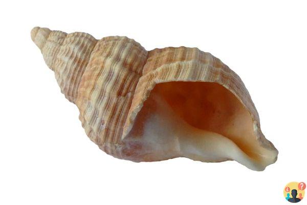 Dreaming of seashell: What meanings?