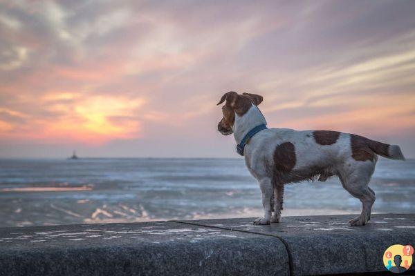 Sogna di perdere il tuo cane: quali significati?