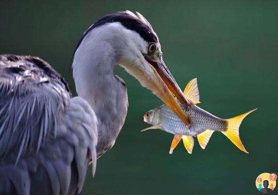 Dreaming of fish out of water: What meanings?