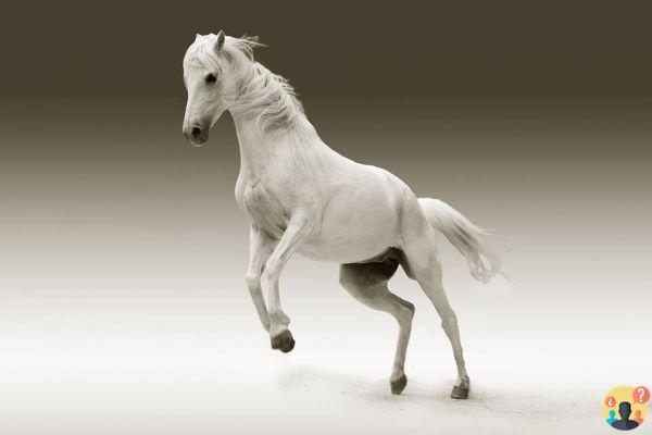 Dreaming of a white horse: What meanings?