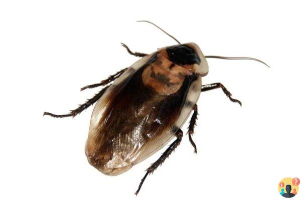 Dreaming of cockroach: What meanings?
