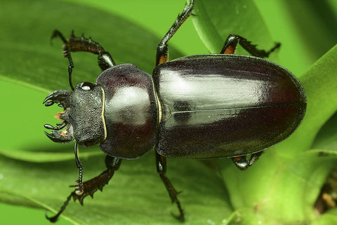 Dreaming of cockroach: What meanings?