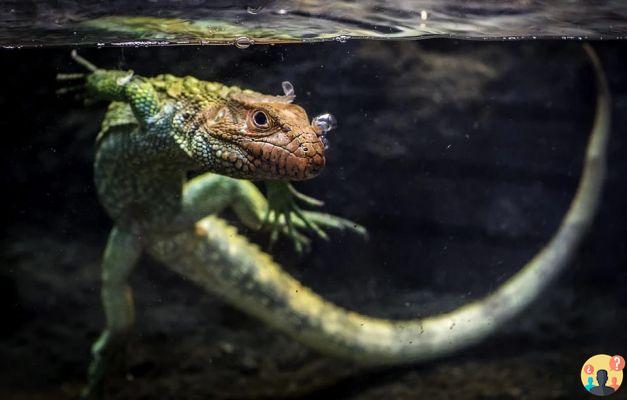 Soñar con Lagarto: ¿Qué Significados?