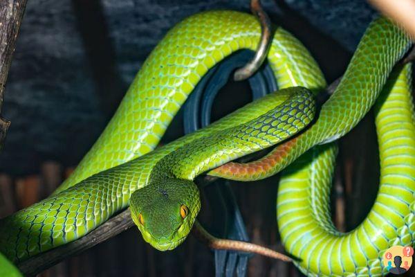 Sognare una vipera: quali significati?