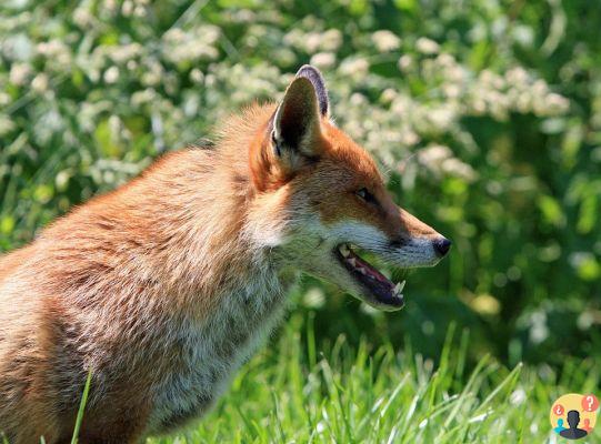 Sonhar com raposa: o que significa?