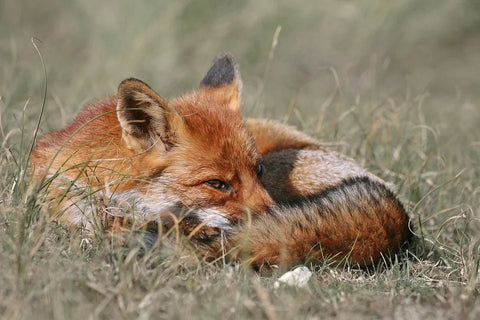 Dreaming of a fox: What does it mean?